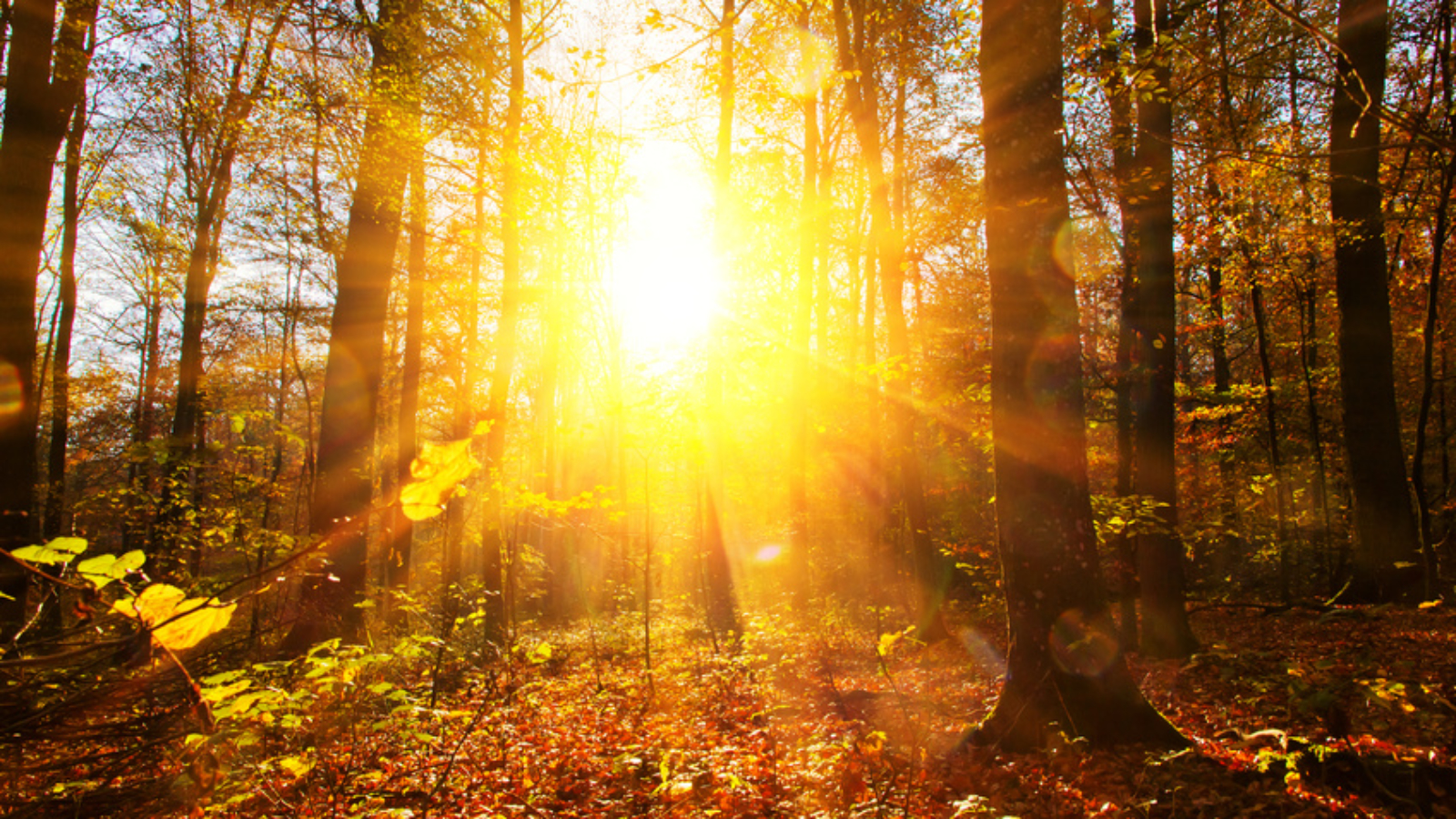 Herbstwald im Sonnenlicht