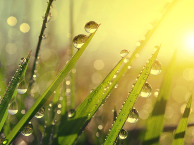 Fresh grass with dew drops at sunrise. Nature Background