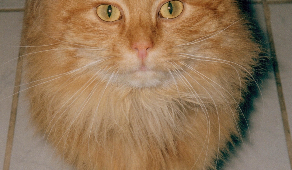 Simba-König