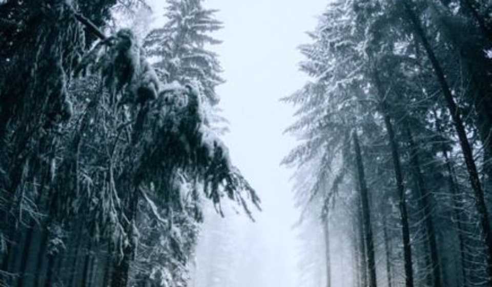 Winterwald