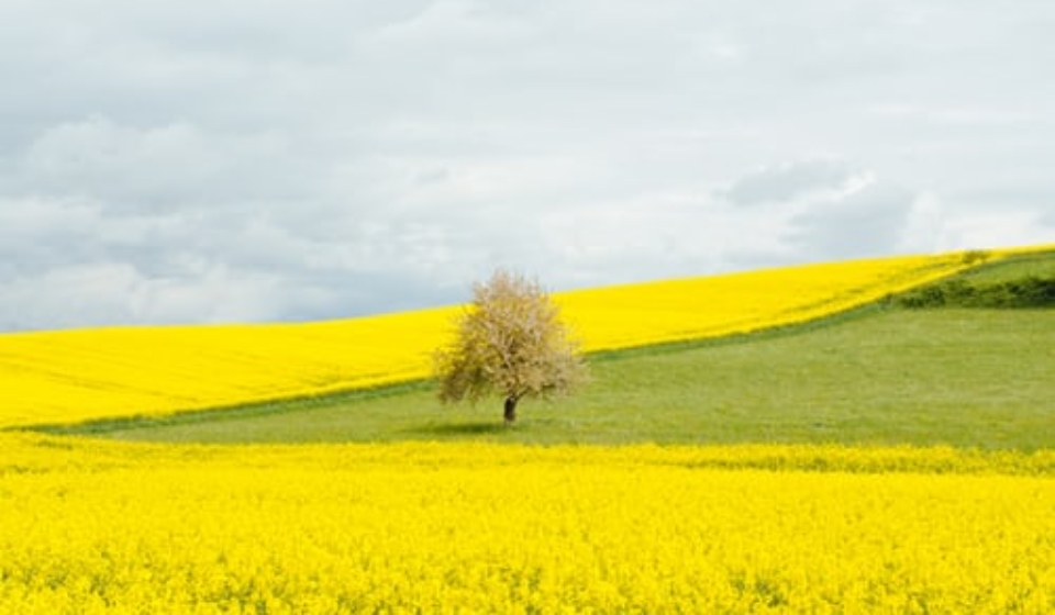 feld