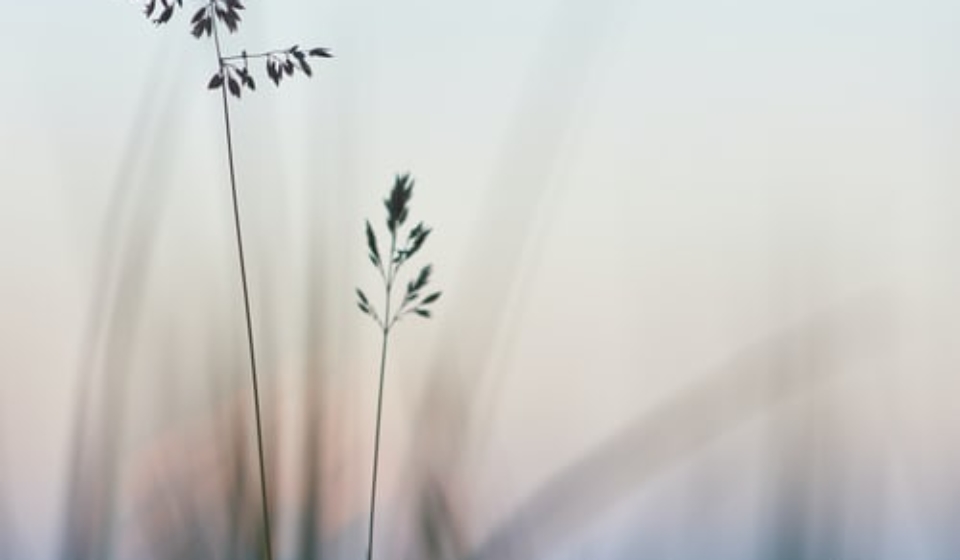 gras1